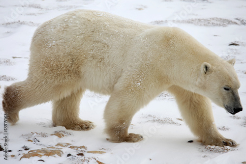 Ours Polaire