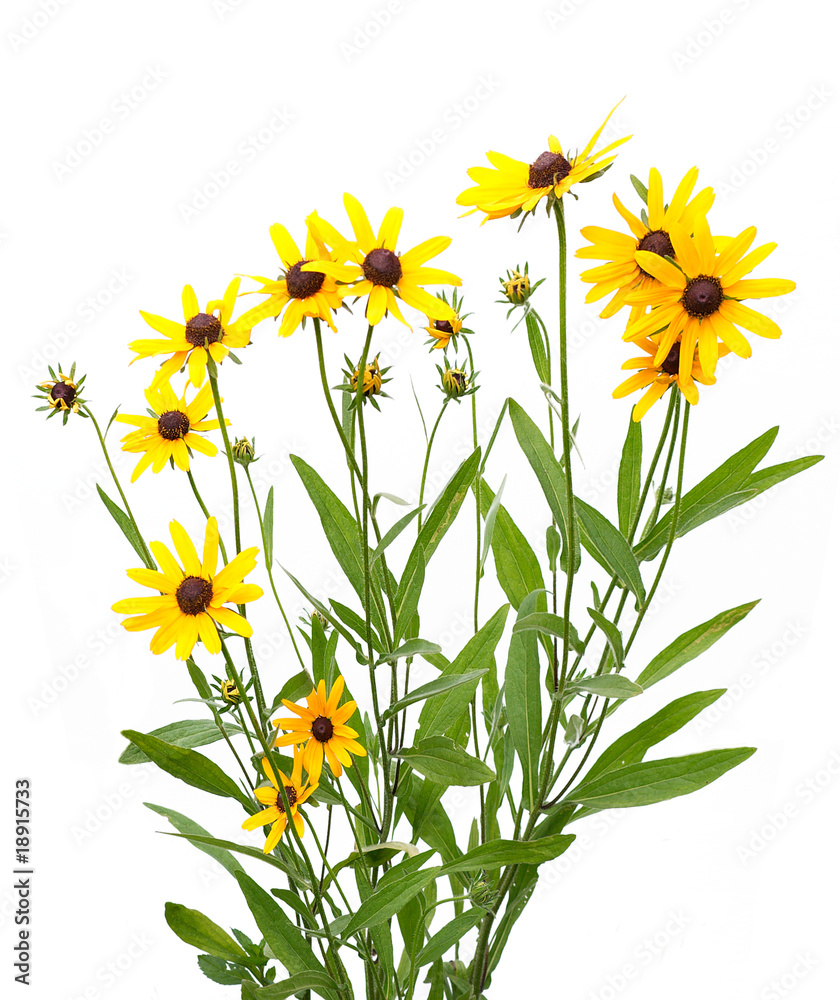 Obraz premium yellow rudbeckia