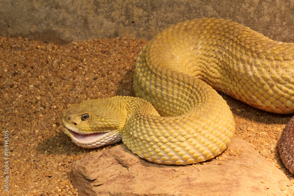 Fototapeta premium Mexican West-Coast Rattlesnake - Crotalus Basiliscus