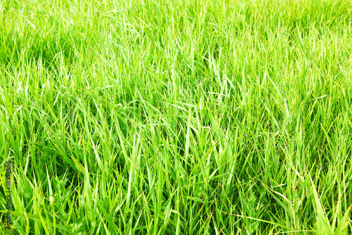 green grass close up background