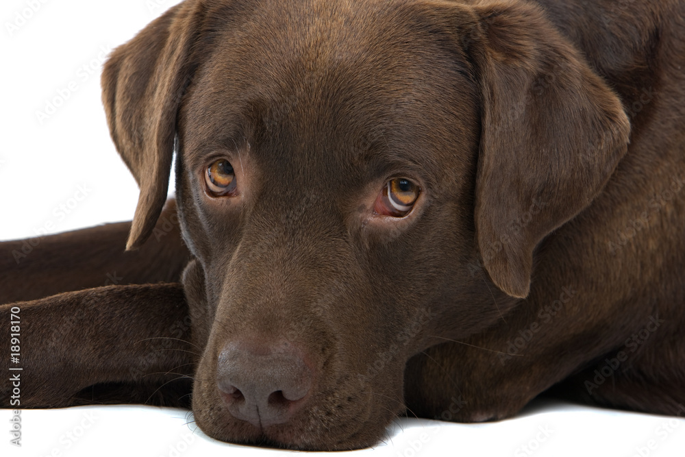 Chocolate labrador retriever