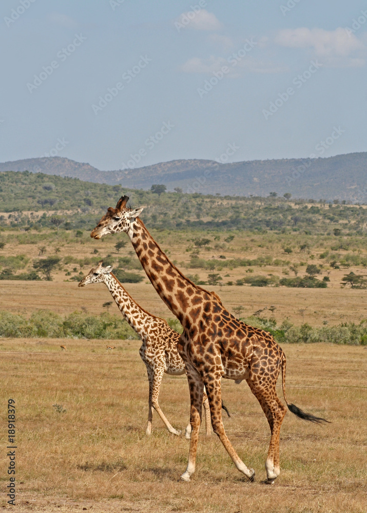Obraz premium Giraffen Masai Mara Kenia, wildlife