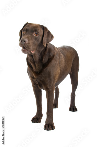 Chocolate labrador retriever