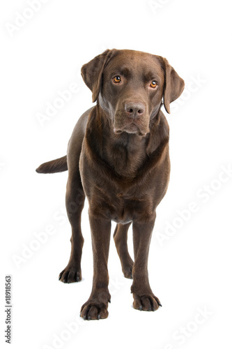 Chocolate labrador retriever