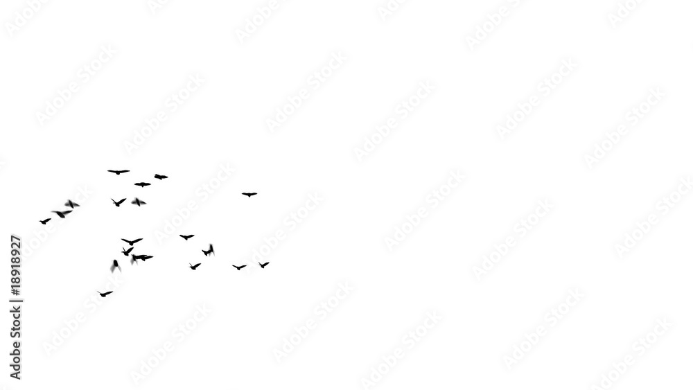 Flock of Pigeons Swoops