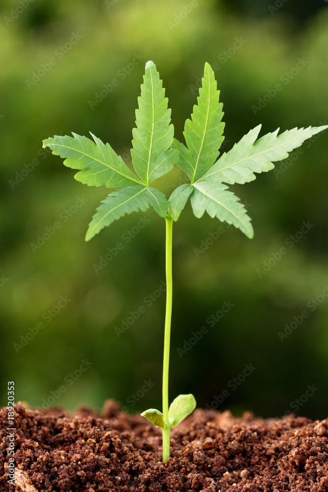 Plant growing from soil Plant growing from soil