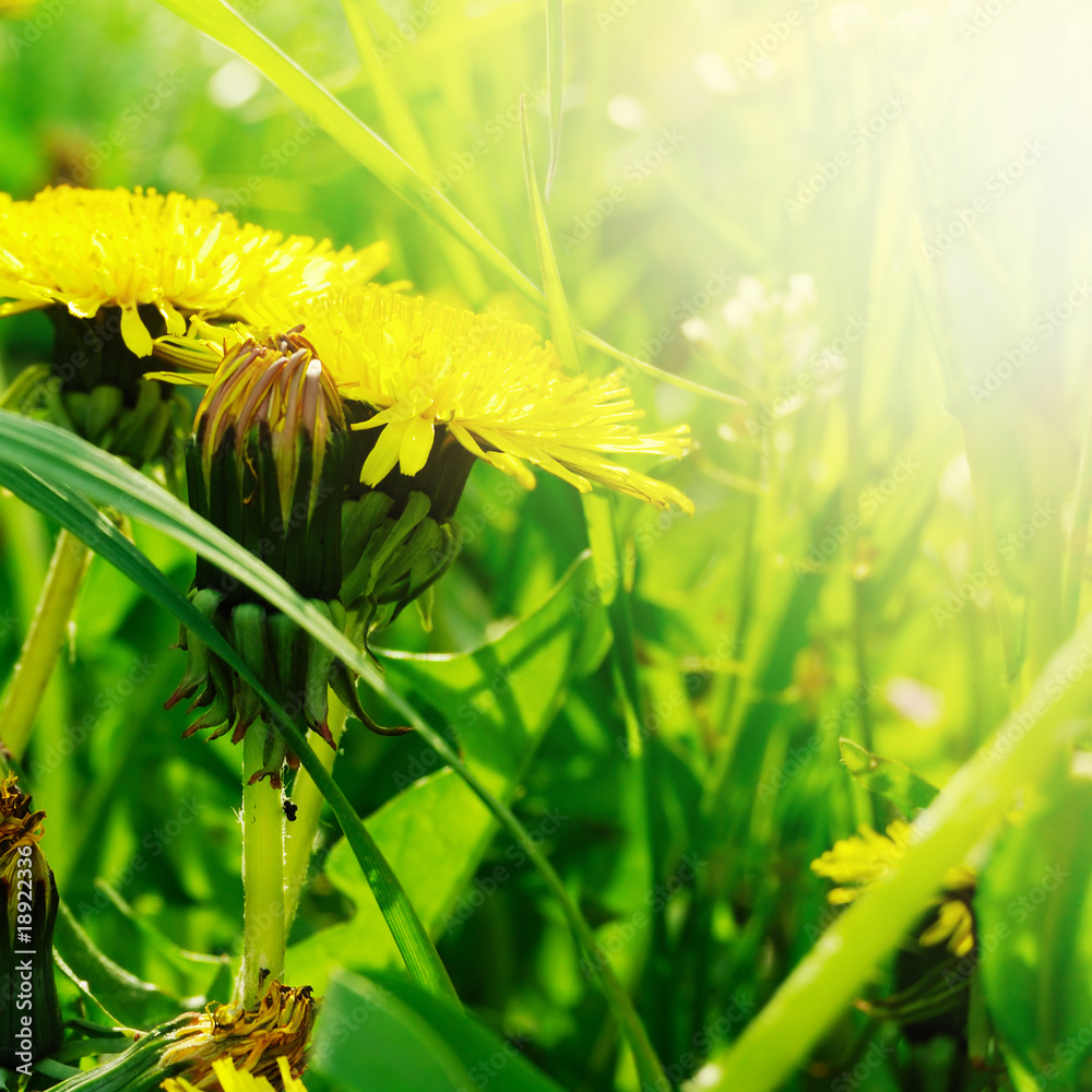 Fototapeta premium Yellow dandelions