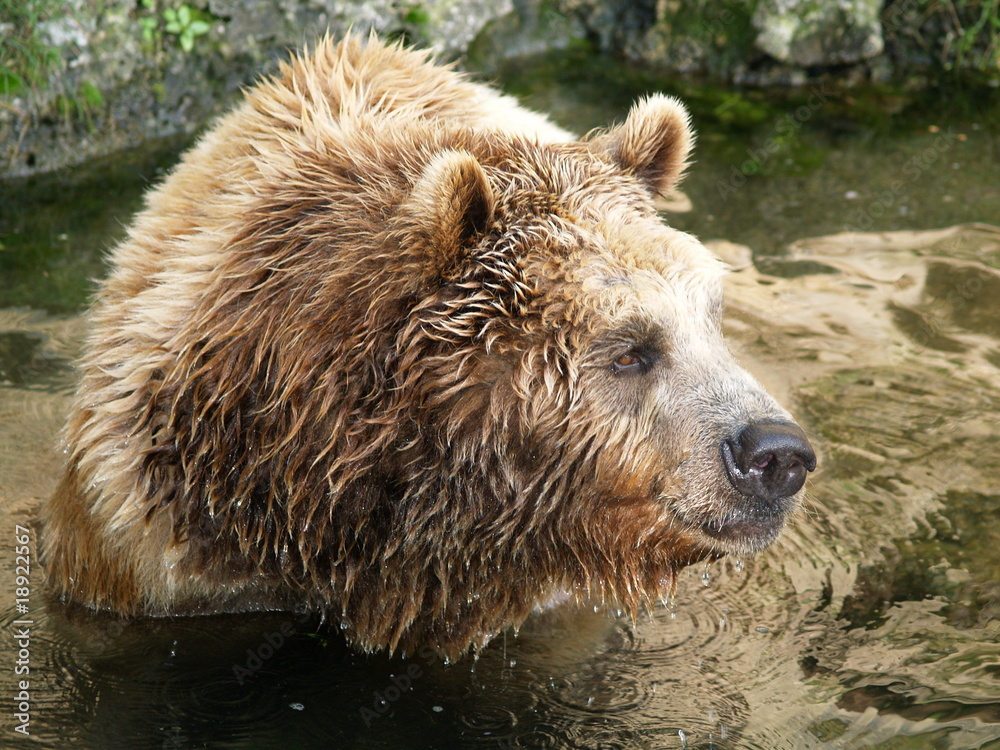 Obraz premium Braunbär