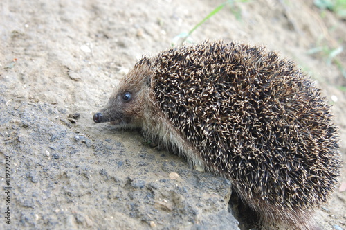 Hedgehog