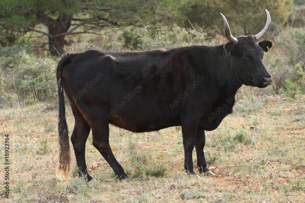 Vache camarguaise