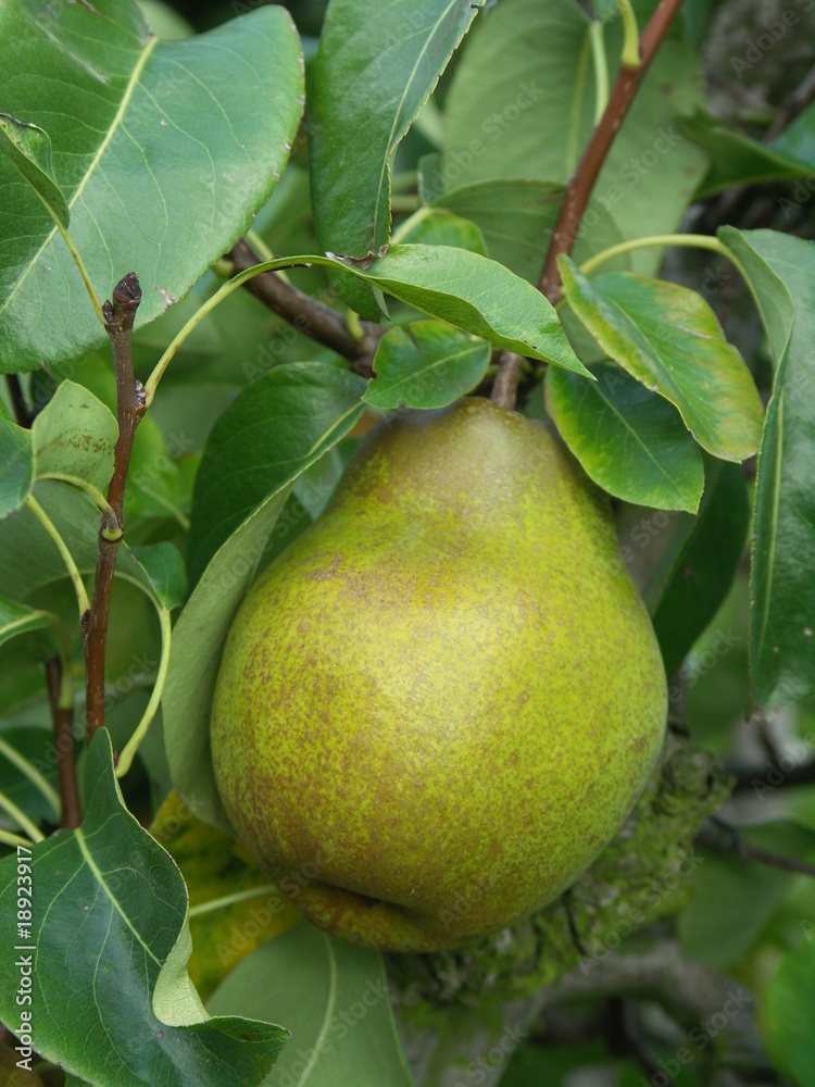 pyrus communis pyrus communis