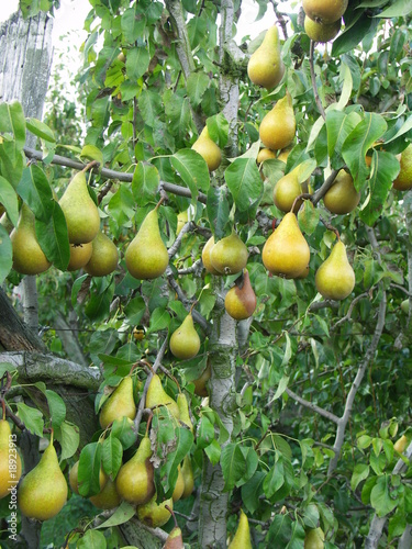 guirlande fruitée