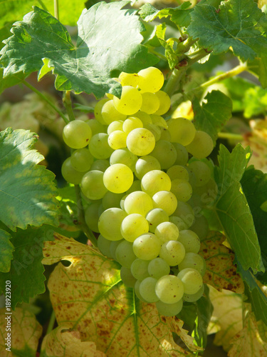 chardonnay