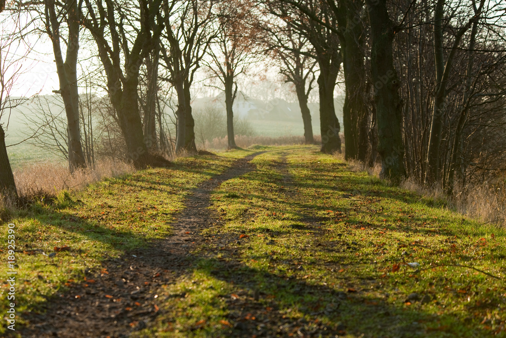 Fototapeta premium Morgenlicht