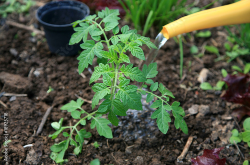 Watering a fresh planted tomato