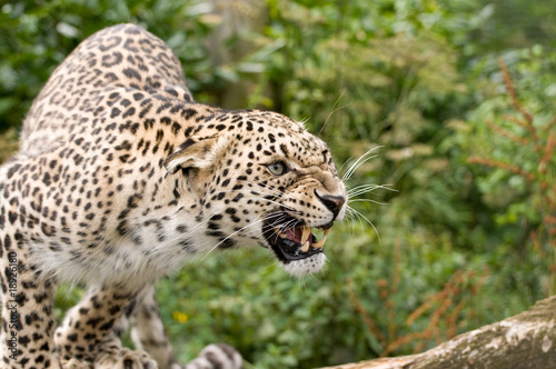 Snarling Persian Leopard