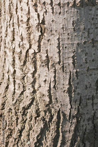 Fototapeta Naklejka Na Ścianę i Meble -  Silver tree bark (2)