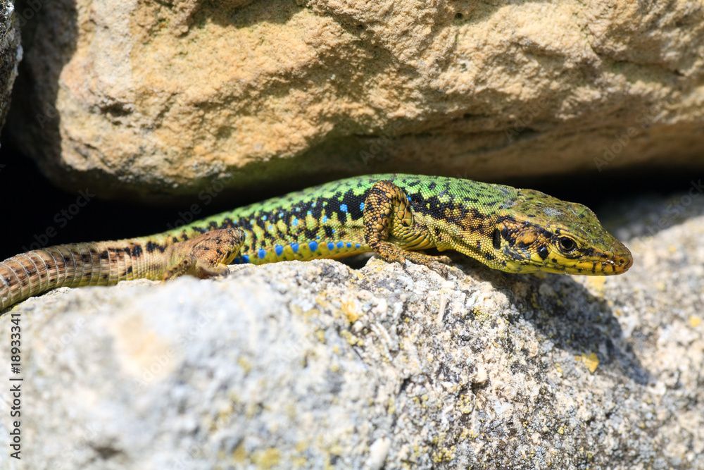 Obraz premium lizard