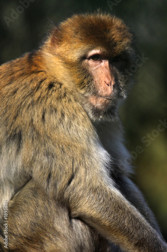 Berberaffe