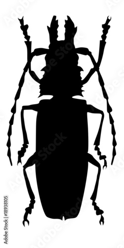 giant beetle