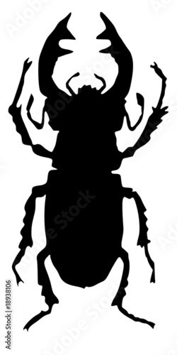 stag beetle