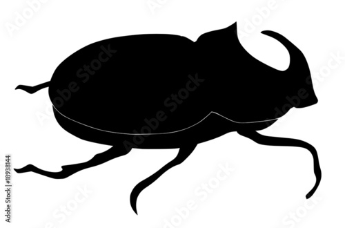 rhinoceros beetle