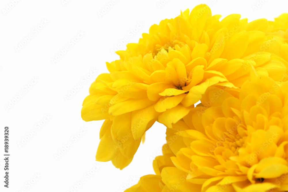 Fleurs jaunes