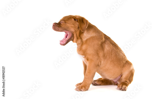 Puppy Yawning out loud