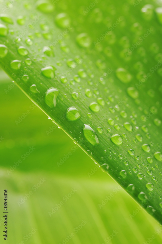 green plant leaf with water drops green plant leaf with water drops