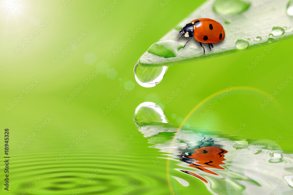 Water Drop On Leaf With Ladybug