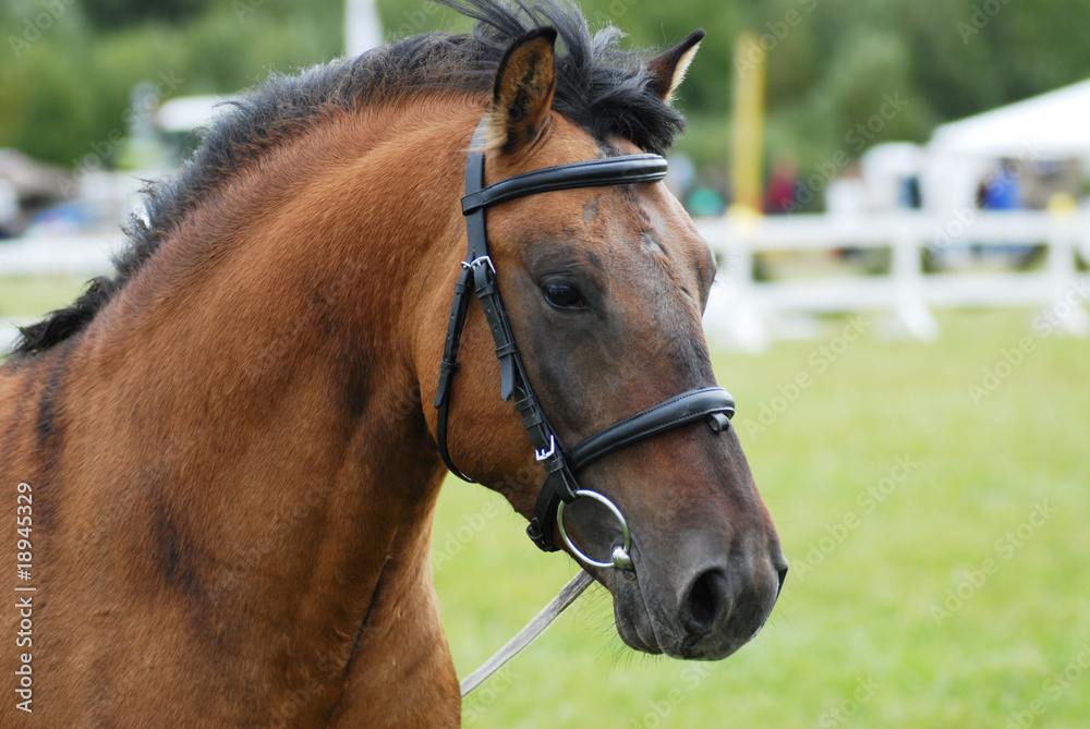 brown horse outdoor