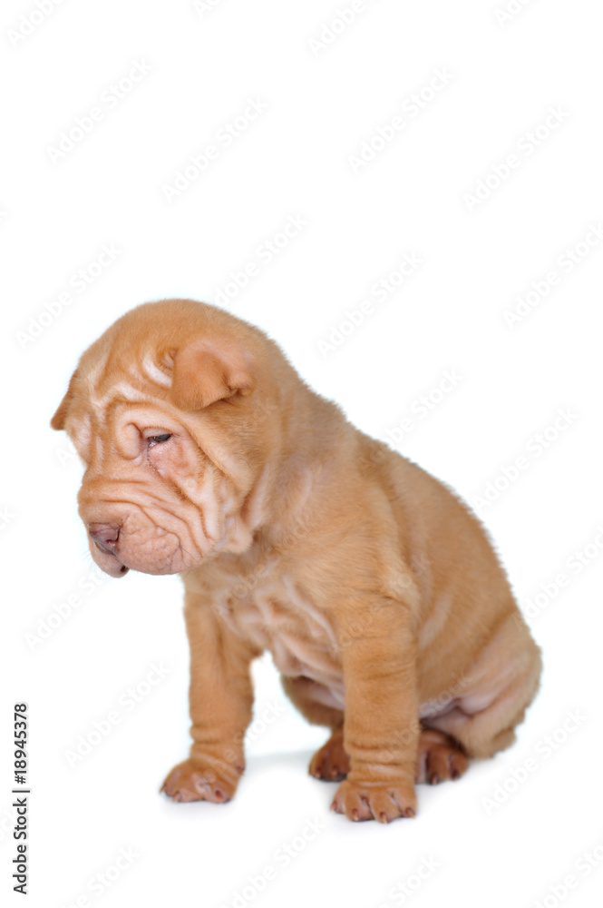 brown puppy brown puppy