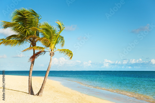 Fototapeta Naklejka Na Ścianę i Meble -  Seashore of Caribbean sea with a palm tree
