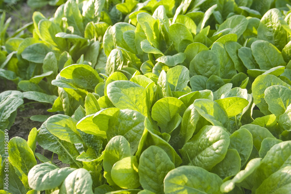 green vegetables leaves green vegetables leaves