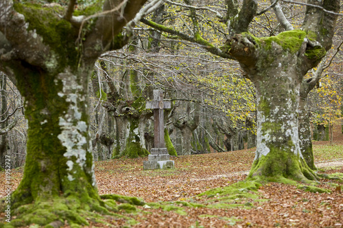 autumn forest