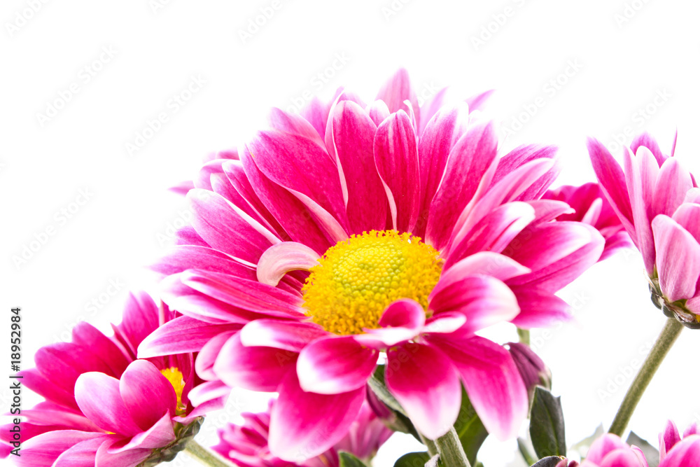 Red Flower over white. Red Flower over white.