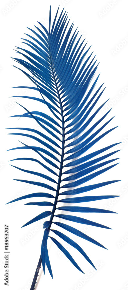 Fototapeta premium palme bleue sagoutier fond blanc