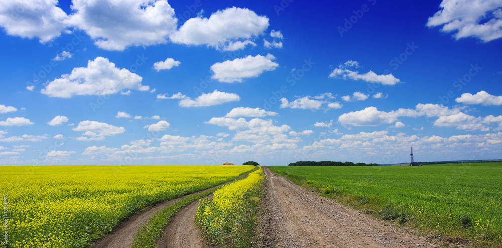 Obraz premium country road in the field