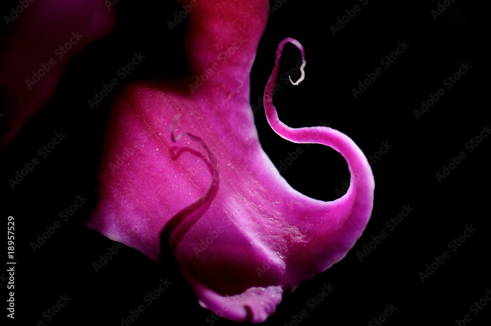 Naklejka premium Orchid tongue