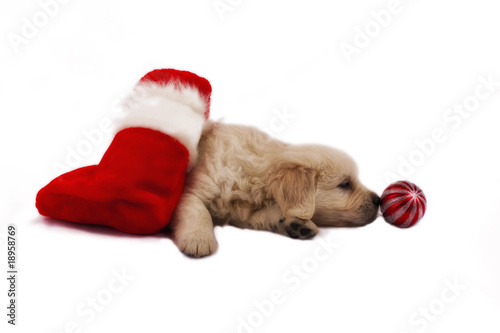 Golden retriever puppy isolated on white with christmas toys