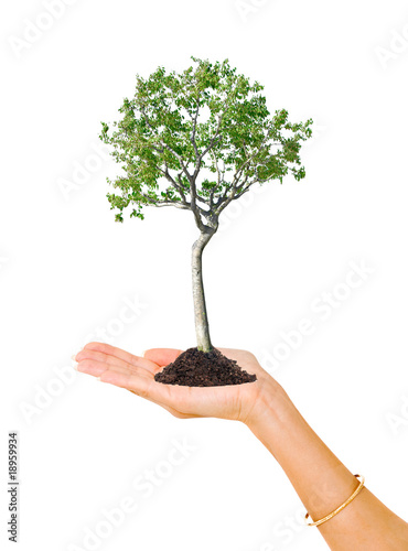 Birch tree in hand