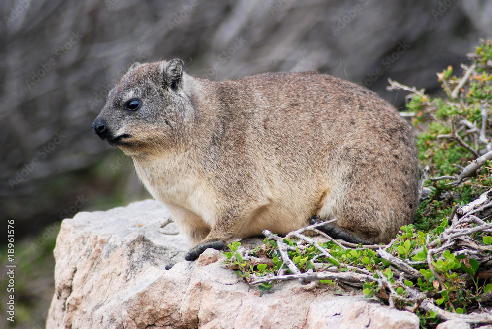 Naklejka premium rock hyrax