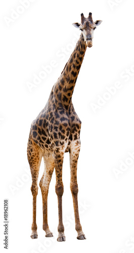 Male giraffe isolated on white background look beautiful