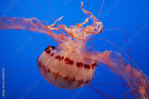 Beautiful jellyfish against a bright blue background