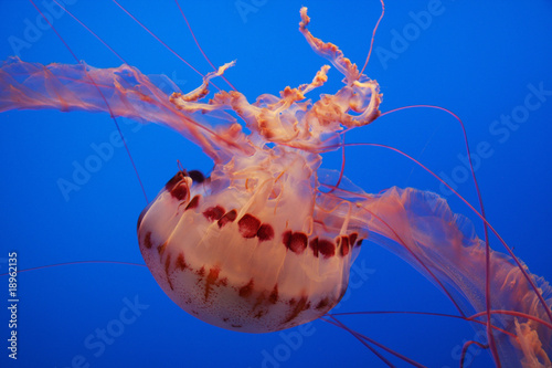 Beautiful jellyfish against a bright blue background photo