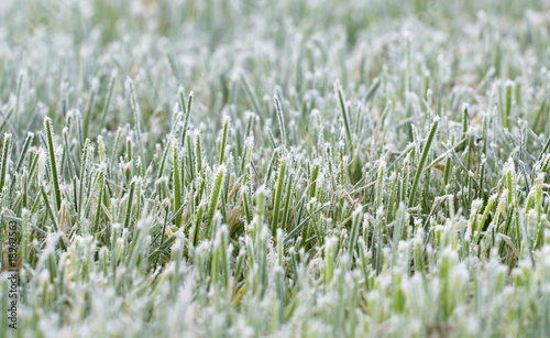 closeup of frosty grass