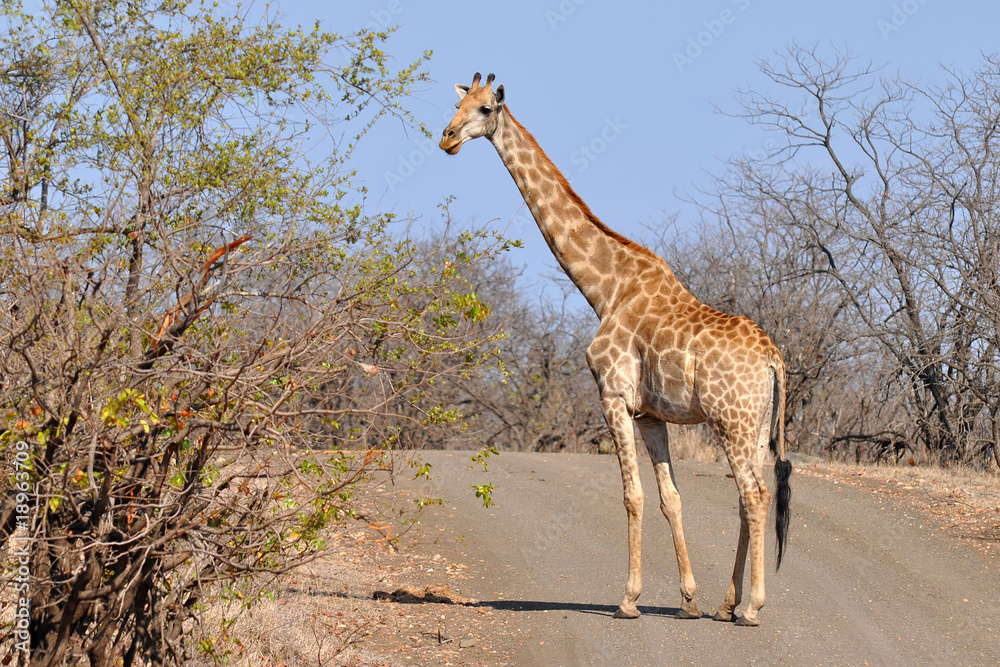 Obraz premium giraffe crossing road ,Kruger NP,South Africa
