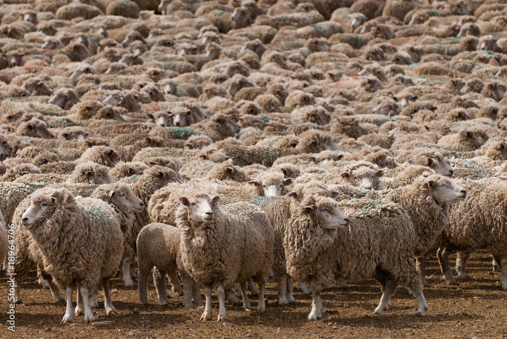 Obraz premium A heard of sheep in Patagonia