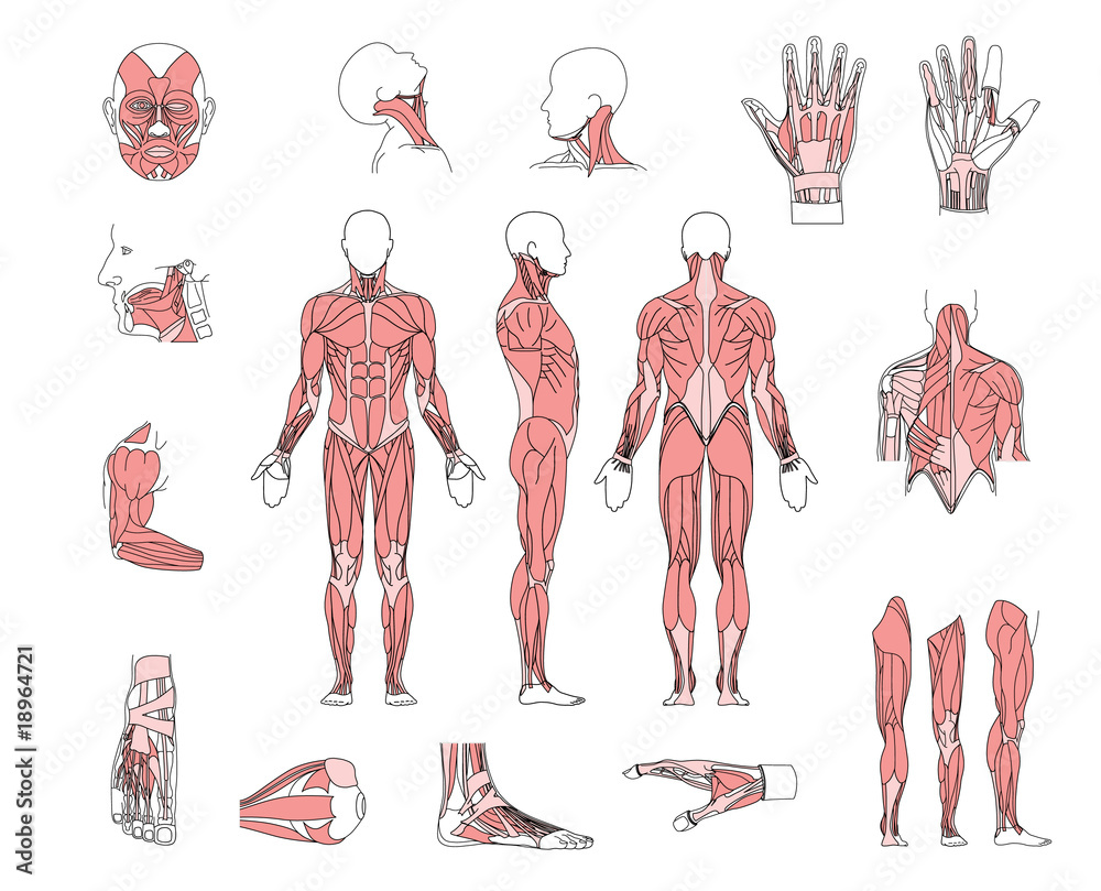 muscle system - obrazy, fototapety, plakaty 