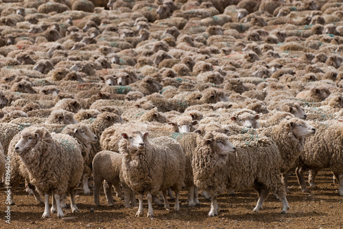 A heard of sheep in Patagonia